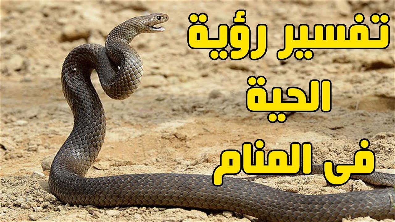 الحية البيضاء في المنام , اذا حلمت بحيه فما تفسير ذلك