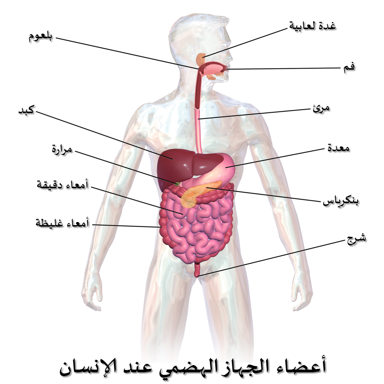 رسم تخطيطي لجسم الانسان , تعرف على مكونات جسم الانسان