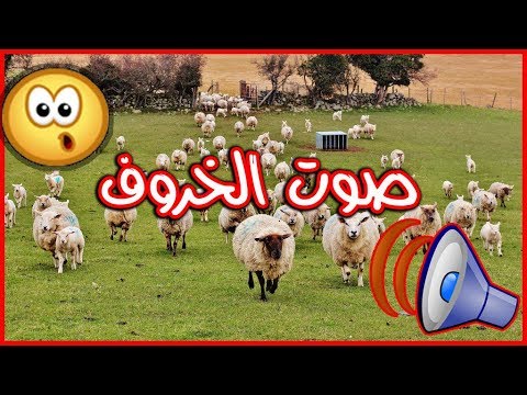 ما هو صوت الخروف - حيوان دائم الشجار تعرف عليه 687