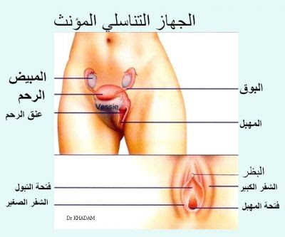 اين فتحة المهبل بالصور