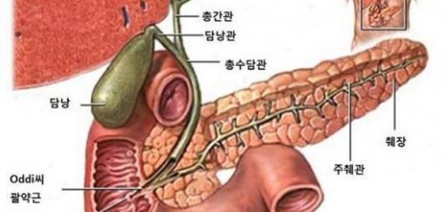 اعراض مرض المرارة , اسباب و علاج مرض المراره