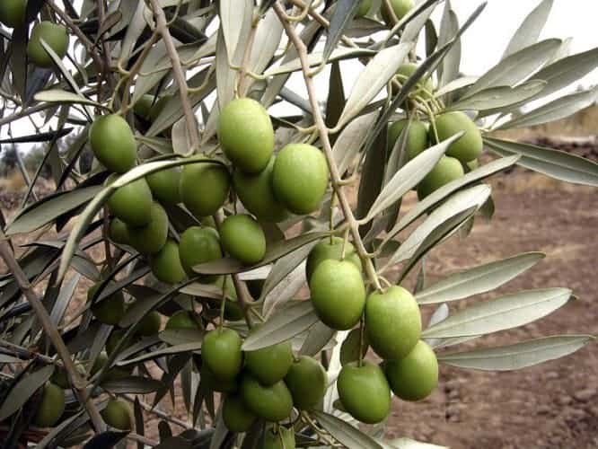 تفسير شجرة الزيتون في المنام - رؤية شجره الزيتون 2612 2