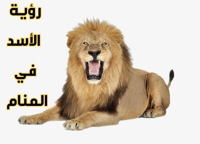 رؤية الاسد في المنام لابن سيرين , احذر جيدا عند رؤيتك لهذا الحلم