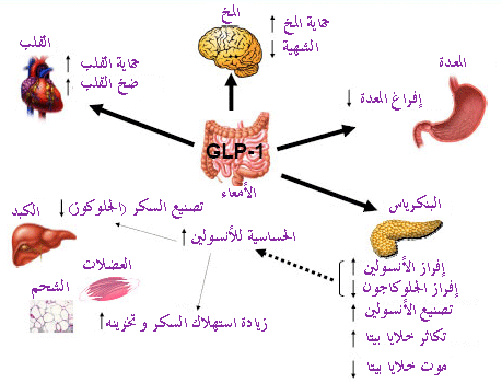 بحث حول داء السكري - اعراض الاصابة بكمرض السكر 1937