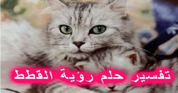 تفسير حلم قط , رؤية الهرة في المنام