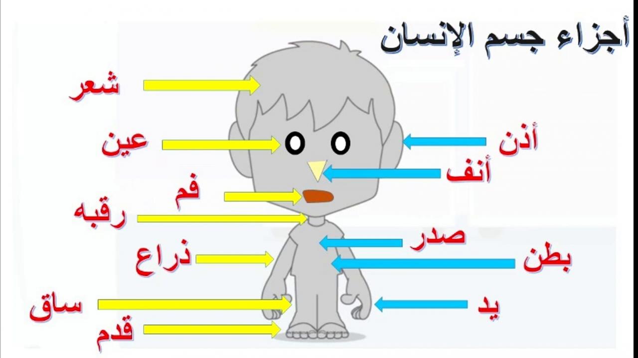 رسم تخطيطي لجسم الانسان - تعرف على مكونات جسم الانسان 354 16