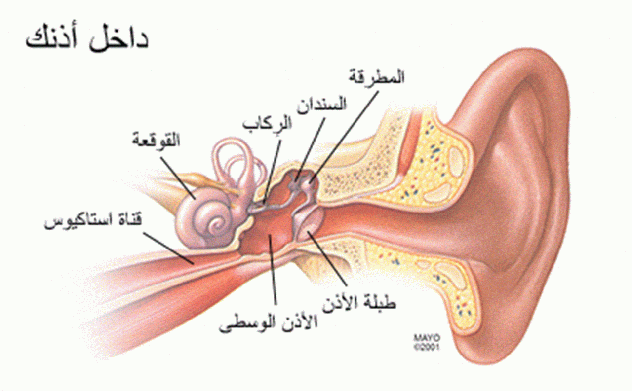 اعراض التهاب الاذن الوسطى والداخليه 288