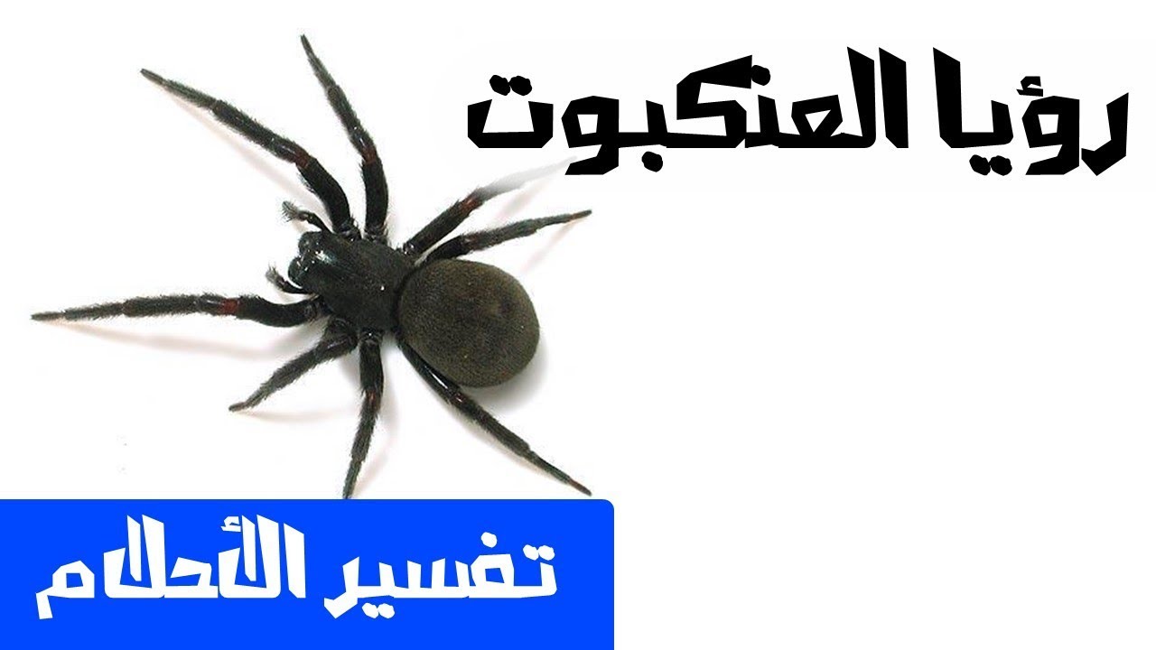 تفسير العنكبوت في المنام - اكثر الزواحف المقلقة