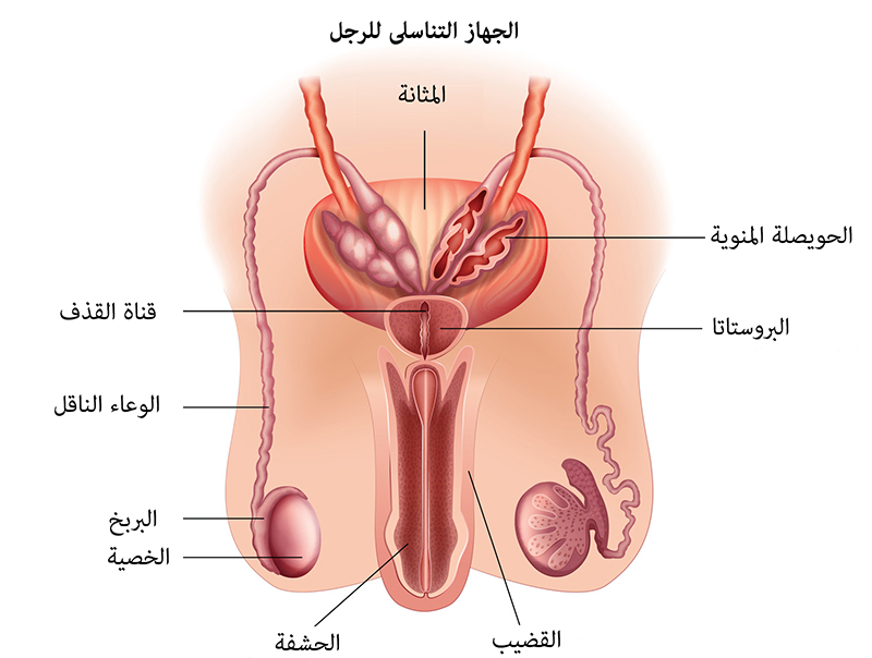 علاج التهاب البربخ