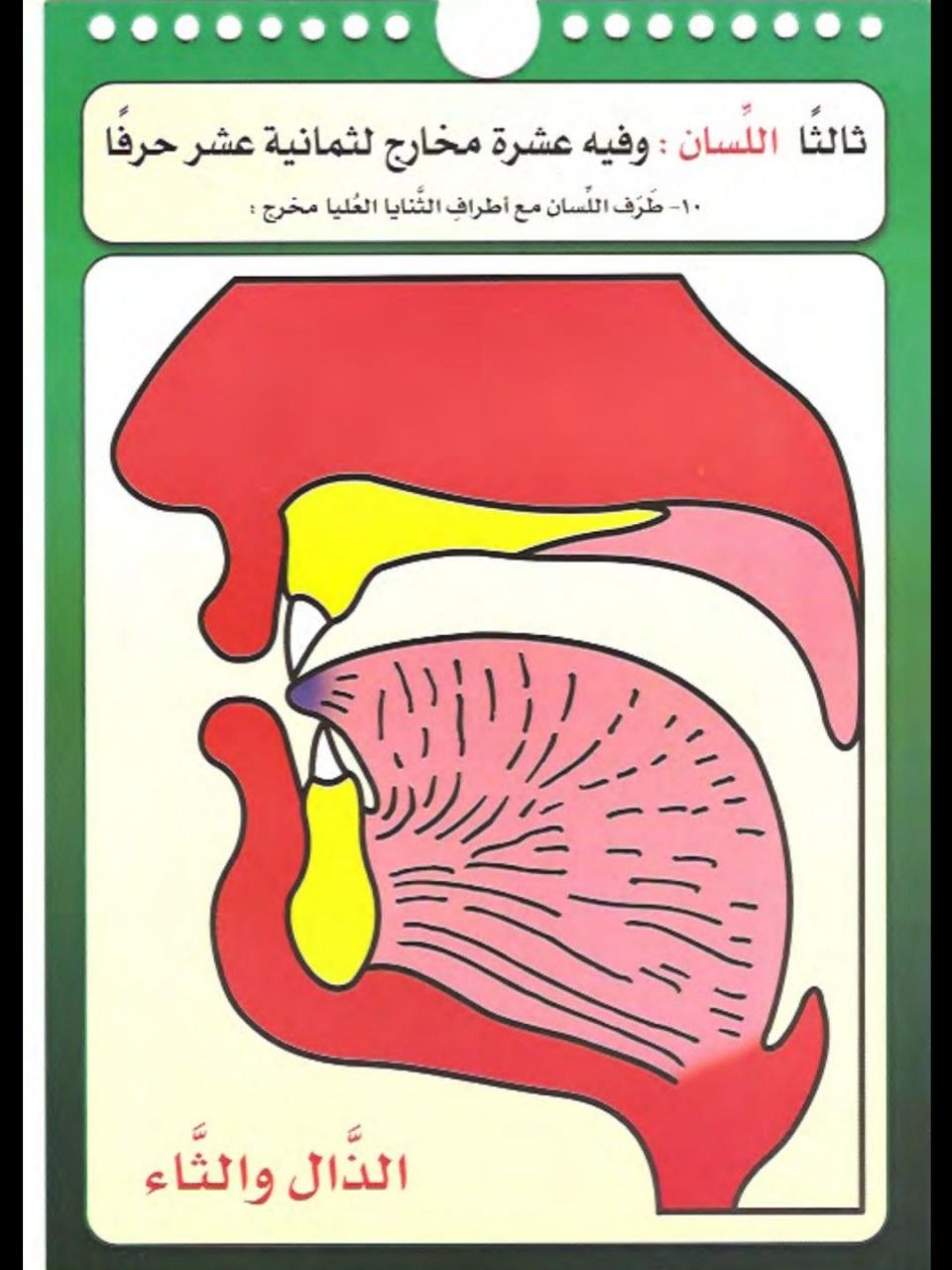 مخارج الحروف وصفاتها - تعرف على مخارج الحروف بالتفصيل 756 7