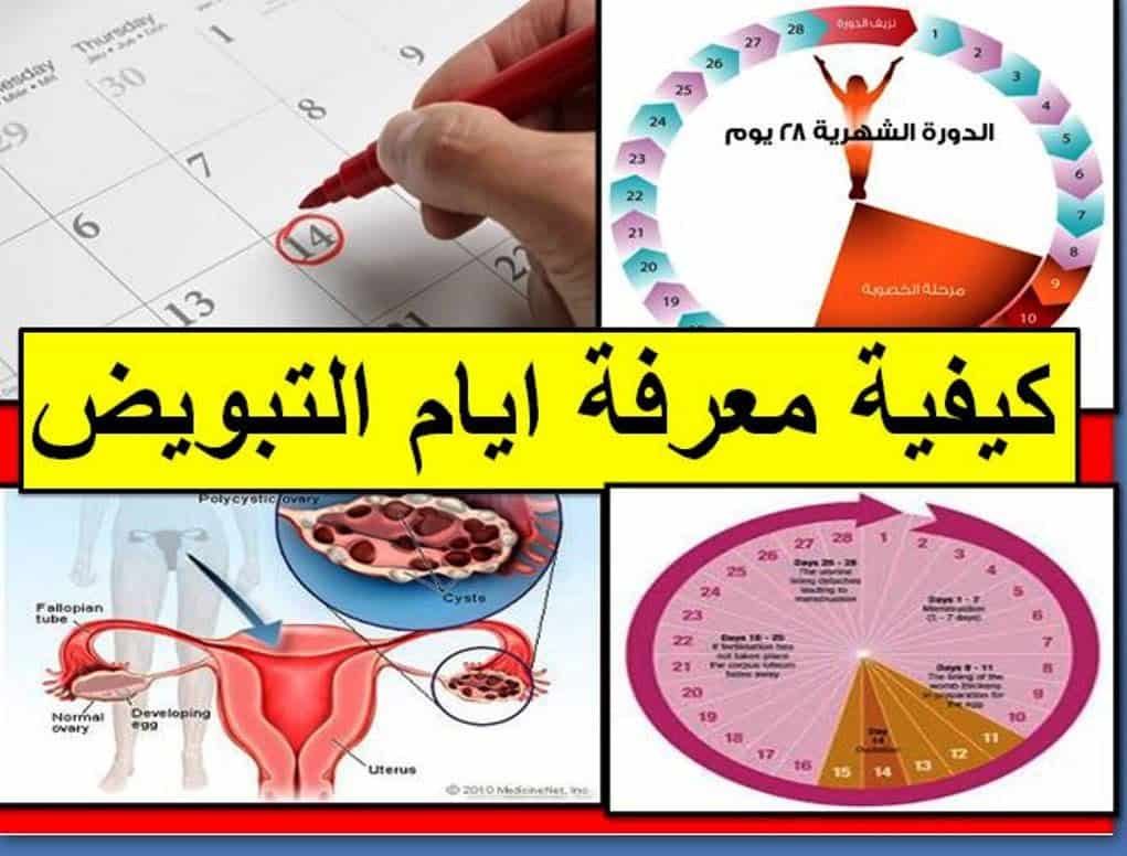 احسن وقت للحمل - تعرفي على افضل اوقات الحمل 489 2