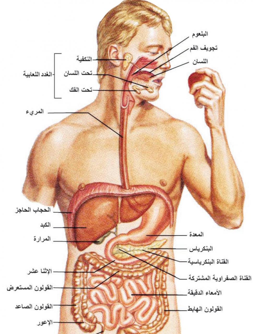 رسم تخطيطي لجسم الانسان - تعرف على مكونات جسم الانسان 354 14