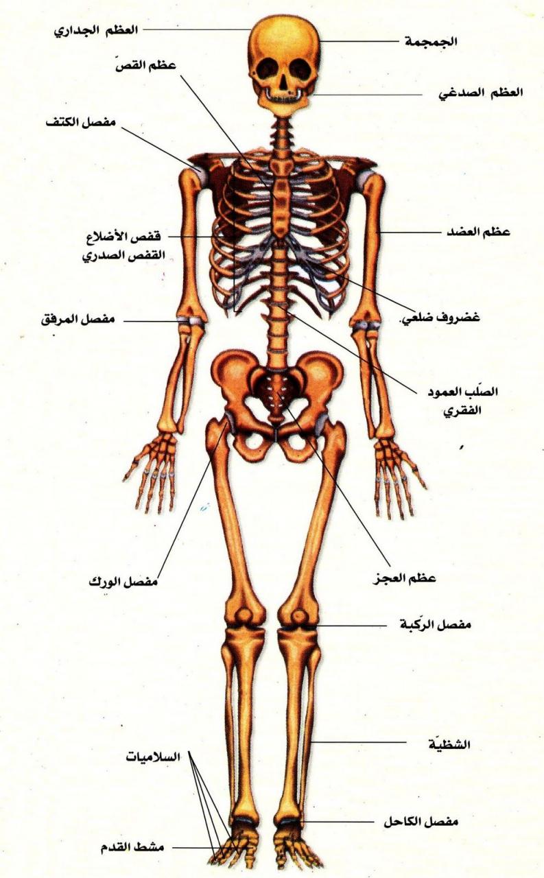 رسم تخطيطي لجسم الانسان - تعرف على مكونات جسم الانسان 354 9