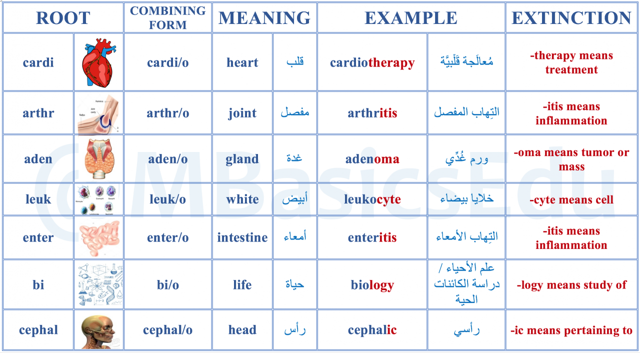 المصطلحات الطبية الاساسية , تعرف على اعضائك بالانجليزية