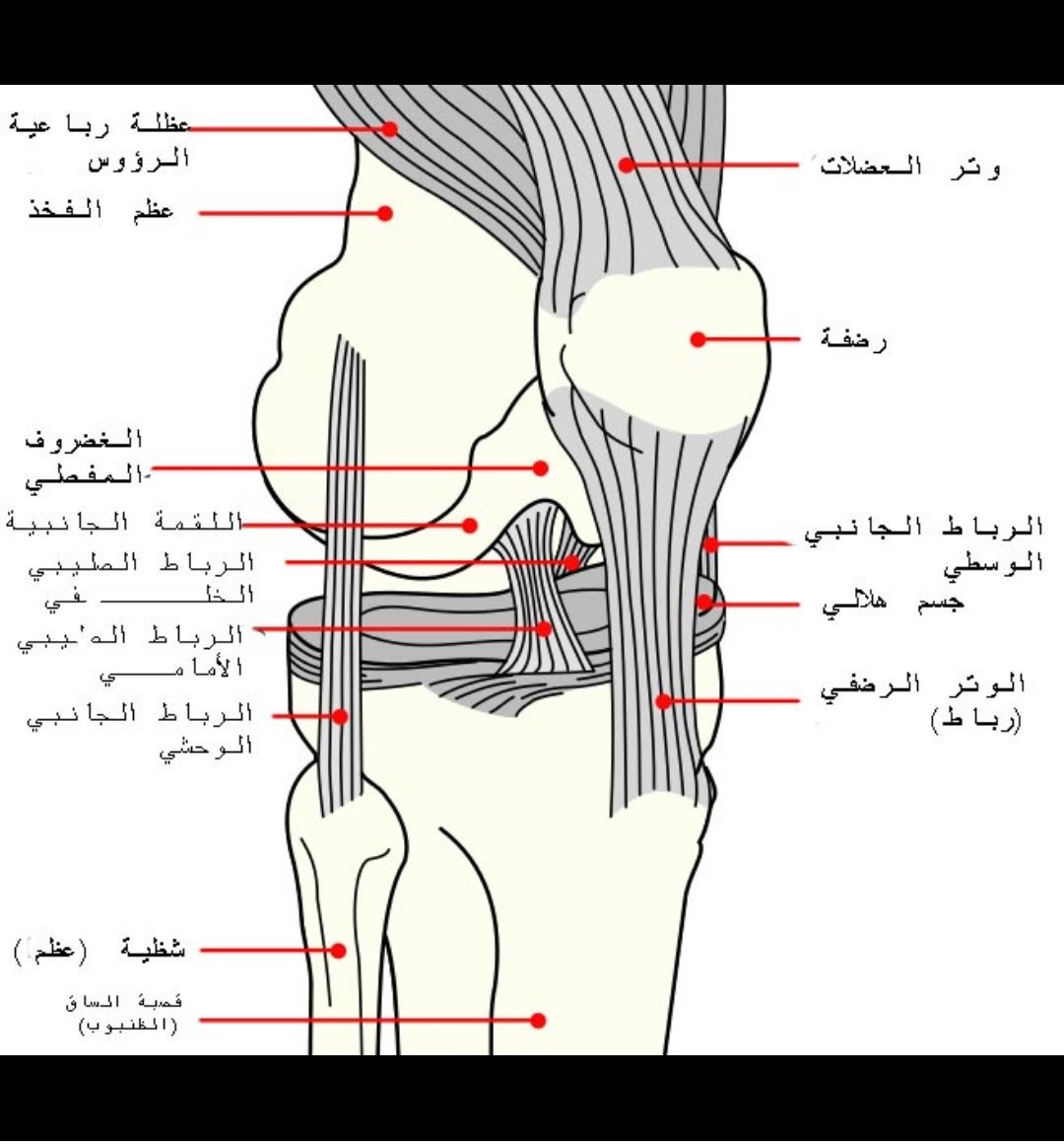 علاج الرباط الصليبي - الرباط الصليبى الخلفى و الامامى 2179 1