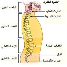 رسم تخطيطي لجسم الانسان - تعرف على مكونات جسم الانسان 354 12