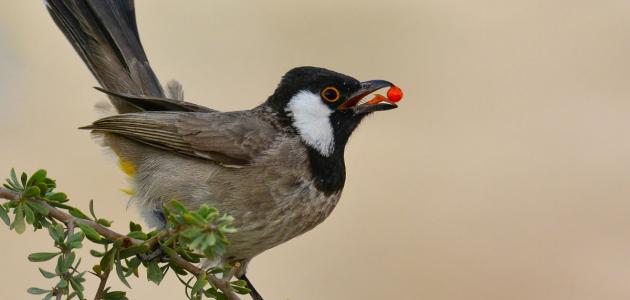 ما هو اسم صوت البلبل - معلومات مفصلة عن طائر البلبل 1756 3