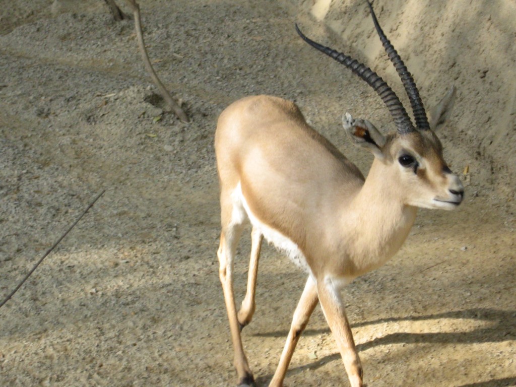 صور عيون غزال , غزالة ما اجمل عيونها