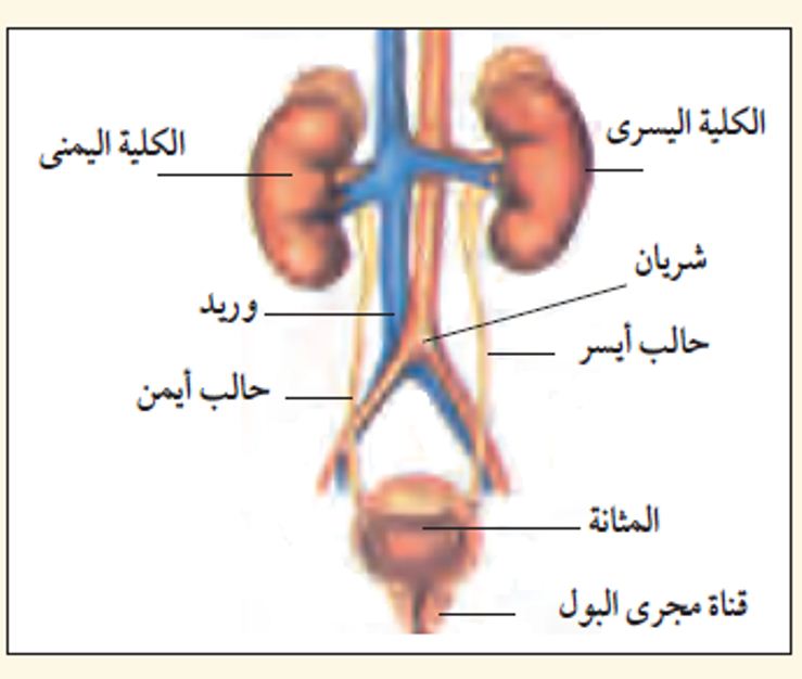 رسم تخطيطي لجسم الانسان - تعرف على مكونات جسم الانسان 354 10