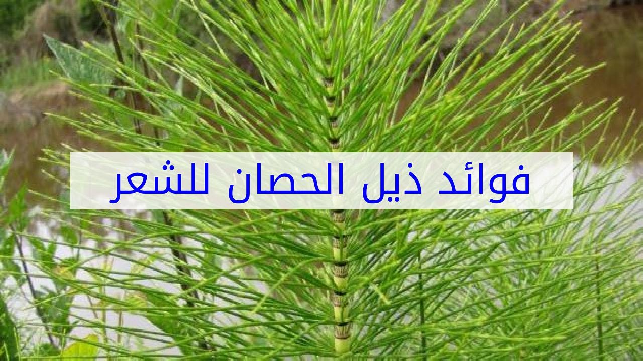 عشبة ذيل الحصان لتطويل الشعر - عشبة رائعة لاطالة الشعر 638 11