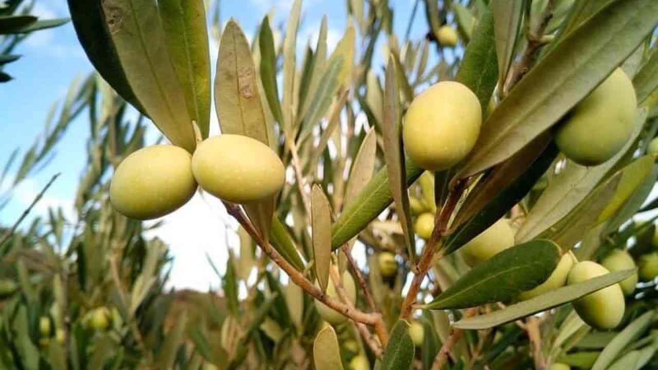 صور شجر زيتون - ما لانعرفه عن شجره الزيتون 1453 9