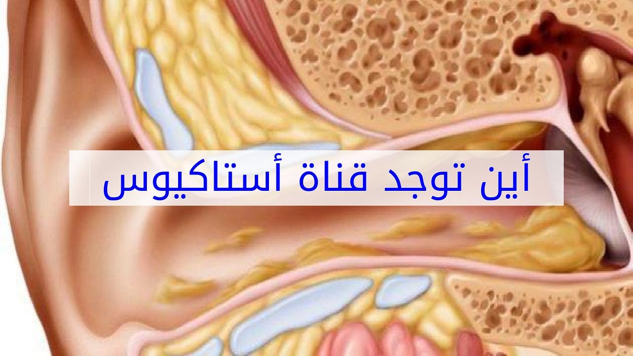 اين تقع قناة استاكيوس - تعرف علي مكان القناه السمعيه 1608 3