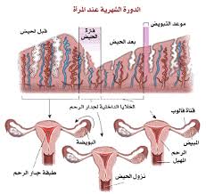 كيفية نزول الدورة الشهرية بالصور , ازاى بينزل الحيض