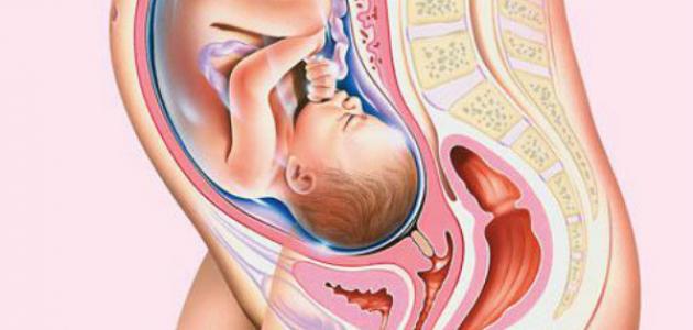 كيف يكون وضع الجنين في الشهر الثامن الاطمئنان علي صحة الجنين عجيب وغريب