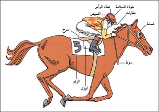 اساسيات ركوب الخيل،اشياء ينبغي عليك فعلها قبل ركوب الخيل 9392 1